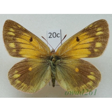 Colias berylla Fawcett, 1904 female China20c